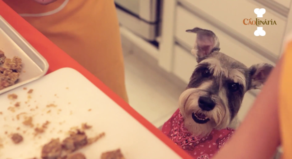 Cãolinária lança Canal no Youtube de Alimentação Natural para cães